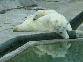 Смотреть фото Белый медведь Фото Белый медведь