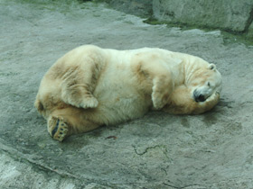 Смотреть фото Белый медведь Фото Белый медведь