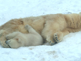 Белый медведь Белый медведь