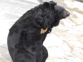 Смотреть фото Гималайский медведь Фото Гималайский медведь