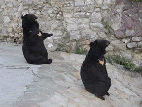 Смотреть фото Гималайский медведь Фото Гималайский медведь