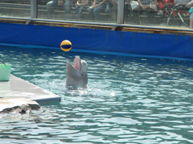 Смотреть фото Белуха Фото Белуха