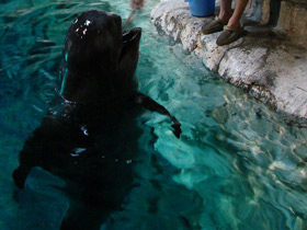 Фото Обыкновенная гринда