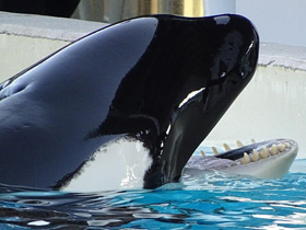 Смотреть фото Косатка Фото Косатка