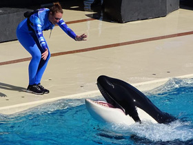 Смотреть фото Косатка Фото Косатка