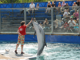 Фото 10 самых умных животных планеты