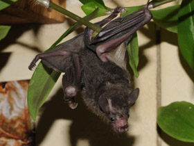 Смотреть фото Очковый листонос Фото Очковый листонос