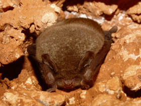 Смотреть фото Обыкновенный длиннокрыл Фото Обыкновенный длиннокрыл