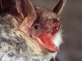 Смотреть фото Остроухая ночница Фото Остроухая ночница