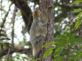Фото Малайский шерстокрыл