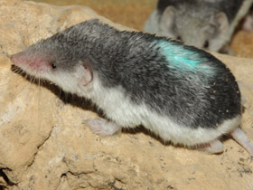 Смотреть фото Пегий путорак Фото Пегий путорак