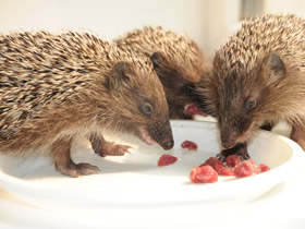 Смотреть фото Белогрудый ёж Фото Белогрудый ёж