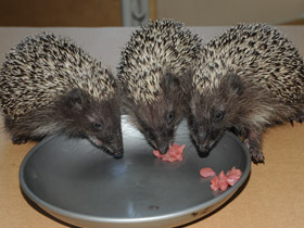 Смотреть фото Белогрудый ёж Фото Белогрудый ёж