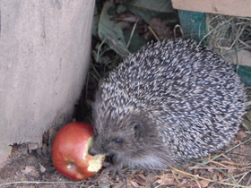 Смотреть фото Загадки для детей с ответами Фото Загадки для детей с ответами