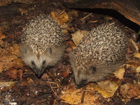 Смотреть фото Обыкновенный ёж Фото Обыкновенный ёж