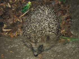 Смотреть фото Обыкновенный ёж Фото Обыкновенный ёж