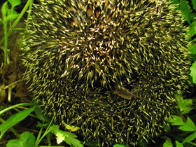 Фото Кто впадает в спячку?