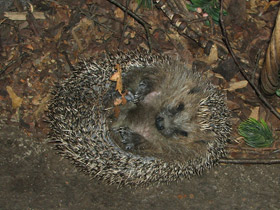 Смотреть фото Обыкновенный ёж Фото Обыкновенный ёж