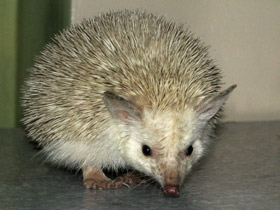 Длинноиглый ёж Длинноиглый ёж