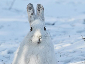 Фото Американский заяц