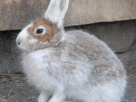 Смотреть фото Заяц-русак Фото Заяц-русак