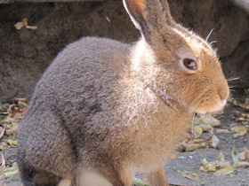 Смотреть фото Заяц-русак Фото Заяц-русак