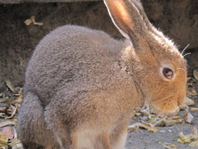 Смотреть фото Заяц-русак Фото Заяц-русак