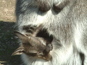 Фото Животные - символы
