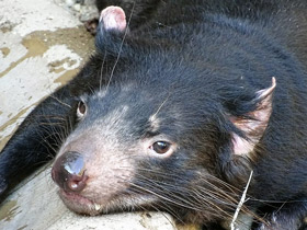 Фото Животные - символы