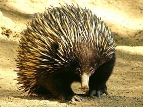 Фото Кто впадает в спячку?