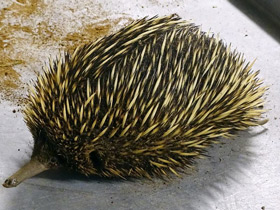 Смотреть фото Австралийская ехидна Фото Австралийская ехидна