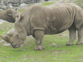 Смотреть фото Самые опасные животные для человека Фото Самые опасные животные для человека