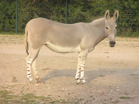 Фото Храбрецы и трусы