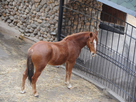 Смотреть фото Домашние лошади Фото Домашние лошади