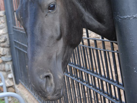 Смотреть фото Домашние лошади Фото Домашние лошади