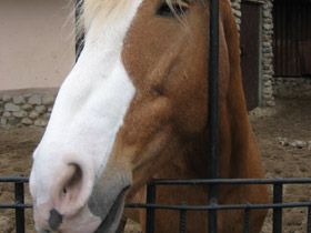 Смотреть фото Чего нельзя делать в зоопарке и почему Фото Чего нельзя делать в зоопарке и почему