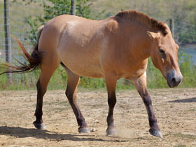 Смотреть фото Дикая лошадь Фото Дикая лошадь