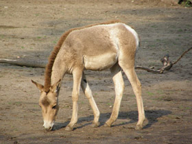 Смотреть фото Кулан Фото Кулан