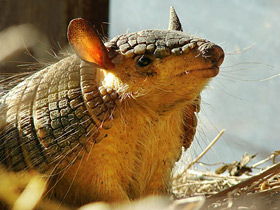 Фото Длинноволосый броненосец