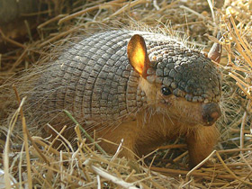 Фото Длинноволосый броненосец