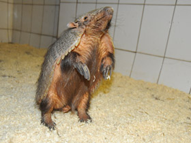 Фото Щетинистый броненосец