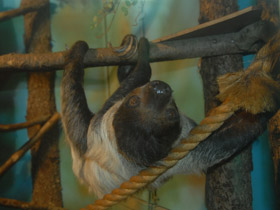 Фото Двупалый ленивец