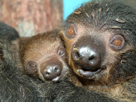 Фото Двупалый ленивец
