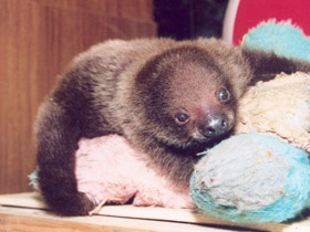 Фото Двупалый ленивец