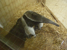 Фото Самый длинный язык у животных