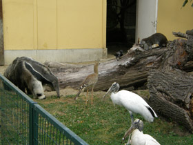 Фото Гигантский муравьед