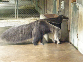 Фото Гигантский муравьед