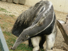 Фото Гигантский муравьед