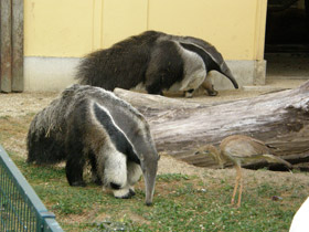 Фото Гигантский муравьед