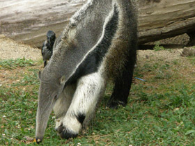 Фото Гигантский муравьед